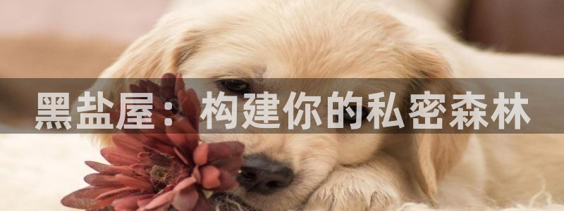 28圈传媒：黑盐屋：构建你的私密森林